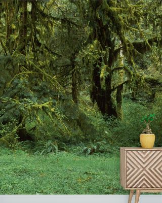 Hoh Rain Forest, Washington State Wallpaper