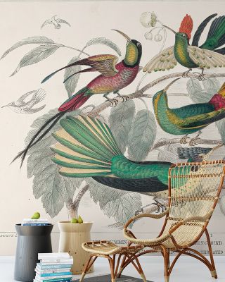 Hummingbird Study Wallpaper