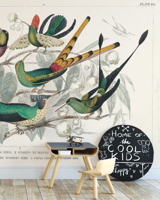 Hummingbird Study Wallpaper