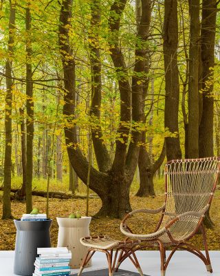 Letchworth Autumn Wallpaper