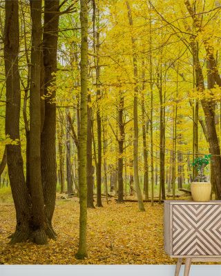 Letchworth Autumn Wallpaper