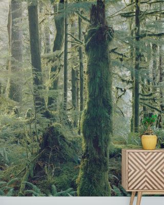 Moss Everywhere Wallpaper