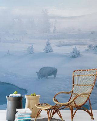 Yellowstone Bison Wallpaper