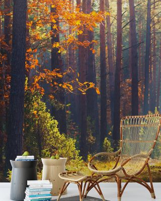 Autumn Forest Morning Wallpaper