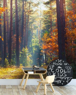 Autumn Forest Morning Wallpaper