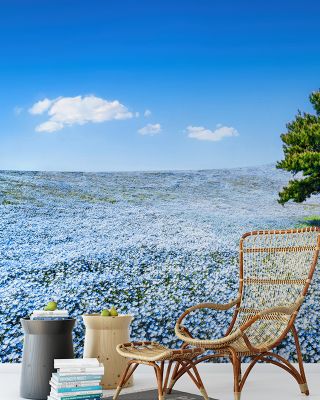 Baby Blue Eyes Nemophila Wallpaper