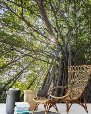 Banyan Tree Wallpaper