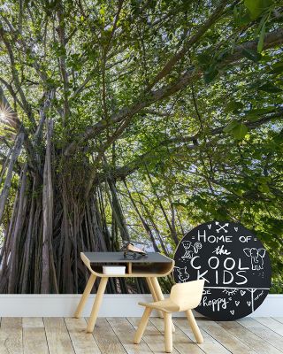 Banyan Tree Wallpaper