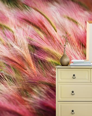 Foxtail Barley Wallpaper