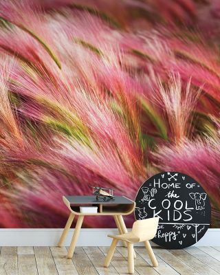 Foxtail Barley Wallpaper