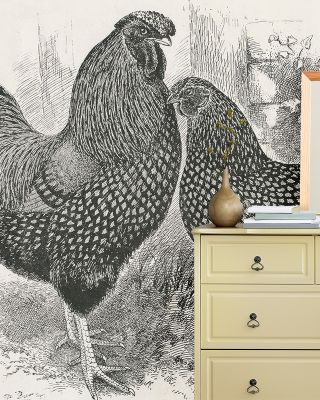 Hen Party Wallpaper