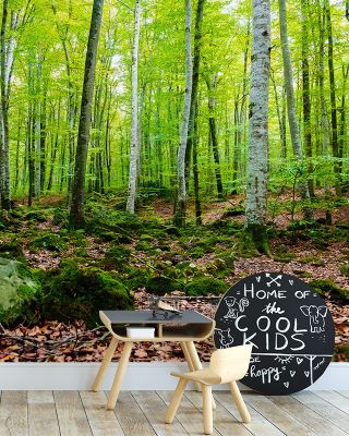 Intense Birch Wood Wallpaper