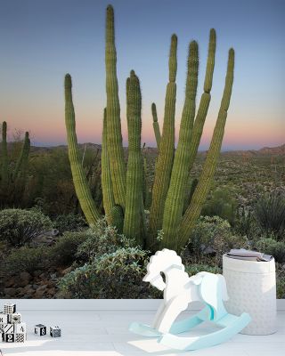 Organ Pipe Cactus National Monument Wallpaper