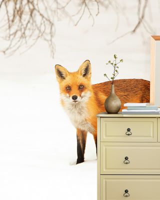 Red Fox IV Wallpaper