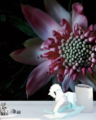 Salmon Waratah II Wallpaper