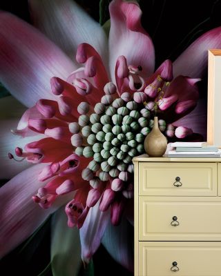 Salmon Waratah II Wallpaper