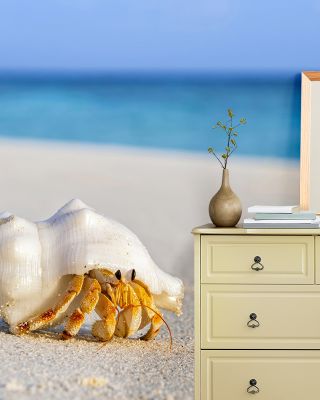 Hermit Crab Wallpaper