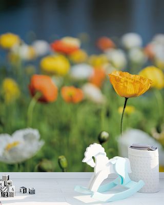 Poppy Fields