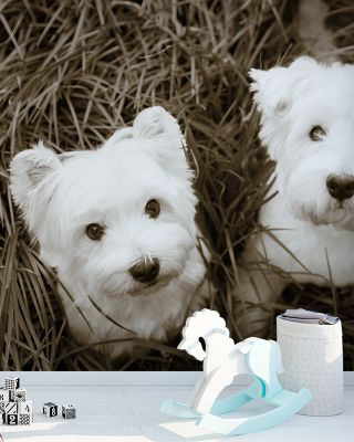 Such Cuties