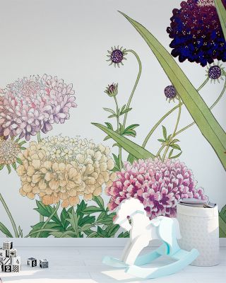 Tanigami Scabiosa