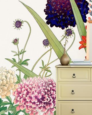 Tanigami Scabiosa