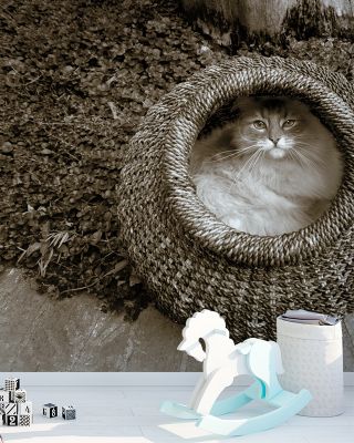 Cat In The Basket