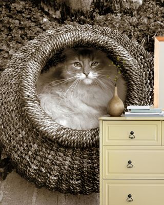 Cat In The Basket