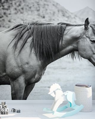 Moke Lake Horse