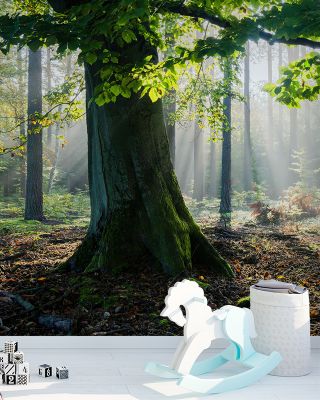 Mystical Forest Sunrays