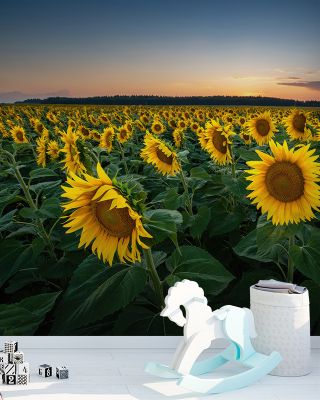 Proud Sunflower Field
