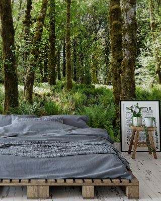 Quinault Rainforest Scenic Wallpaper
