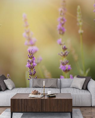 Lavender Scent Wallpaper for Relaxing Spaces