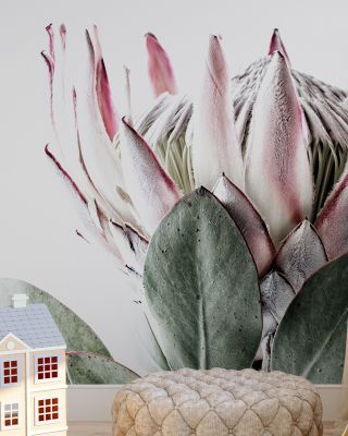 Pale Protea