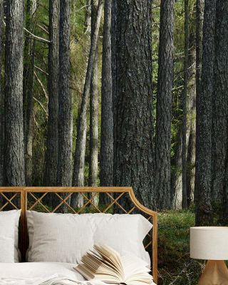 Pine Forest