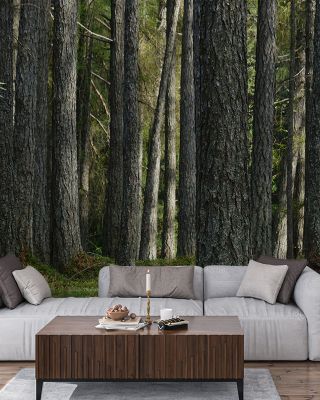 Pine Forest