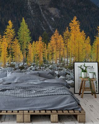 Alpine Larches Scenic Mountain Wallpaper