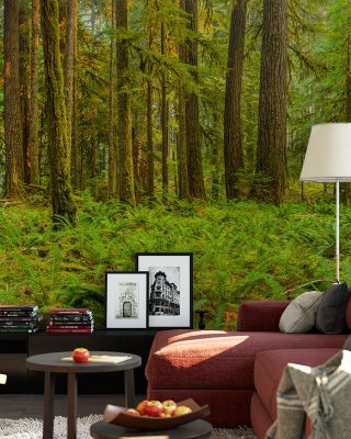 Ancient Woods Rustic Forest Wallpaper