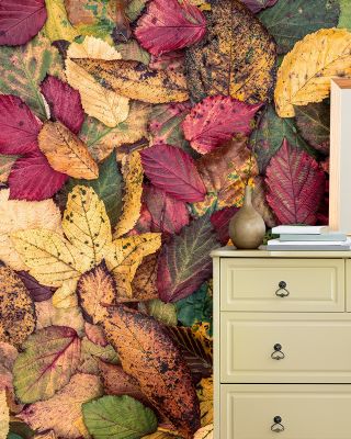 Fall Color Burst