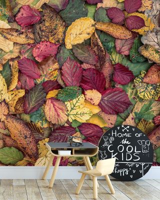 Fall Color Burst