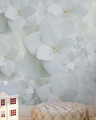 Hydrangea Whites