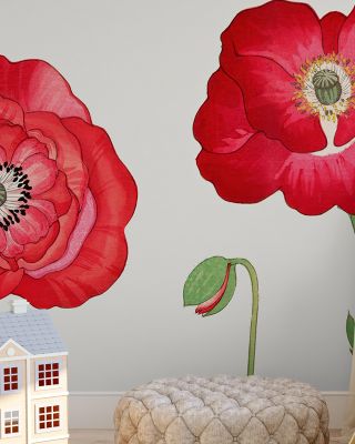 Tanigami Poppy