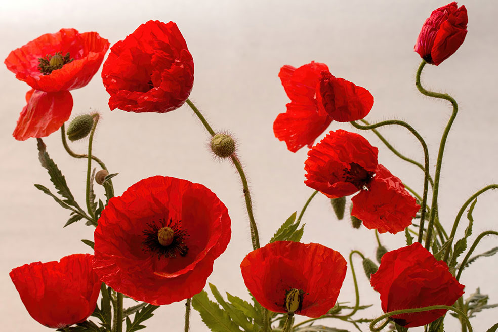 Red Poppy Floral Wallpaper - Peel and Stick Walls Forever